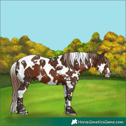 Horse Color:White Spotted Liver Chestnut Splash Tobiano 