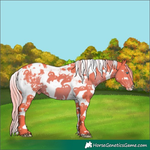 Horse Color:Watercolor Liver Chestnut Splash Tobiano Appaloosa 