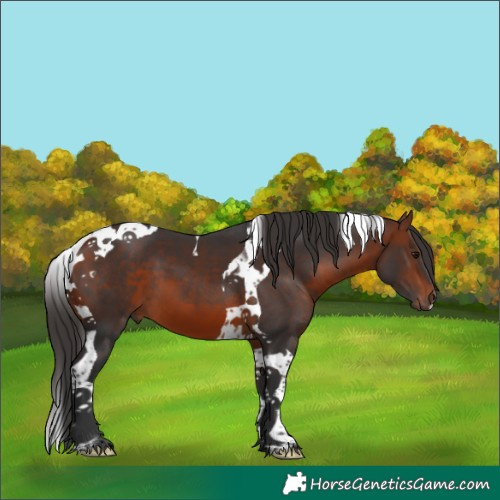 Horse Color:Bay Tobiano 