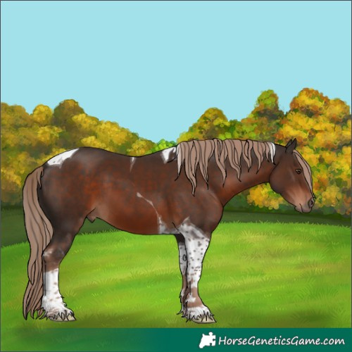 Horse Color:Liver Chestnut Tobiano 
