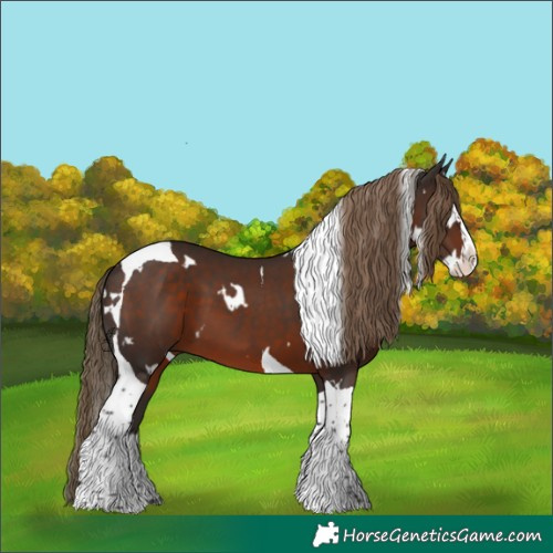 Horse Color:White Spotted Liver Chestnut Splash Tobiano 