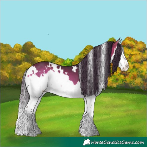 Horse Color:White Spotted Bay Onyx Splash 