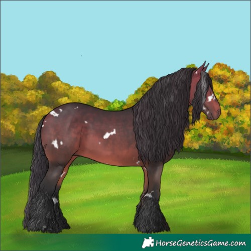 Horse Color:White Spotted Bay