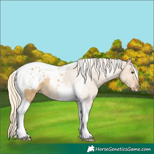 Horse Color:Palomino Dun Tobiano Appaloosa