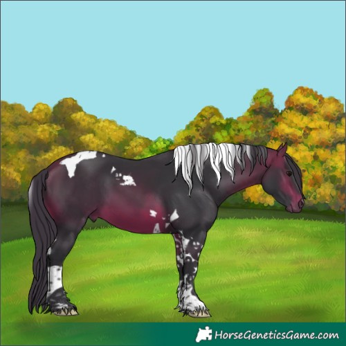Horse Color:Bay Tobiano