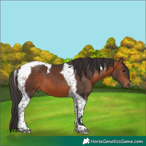 Horse Color:Bay Tobiano