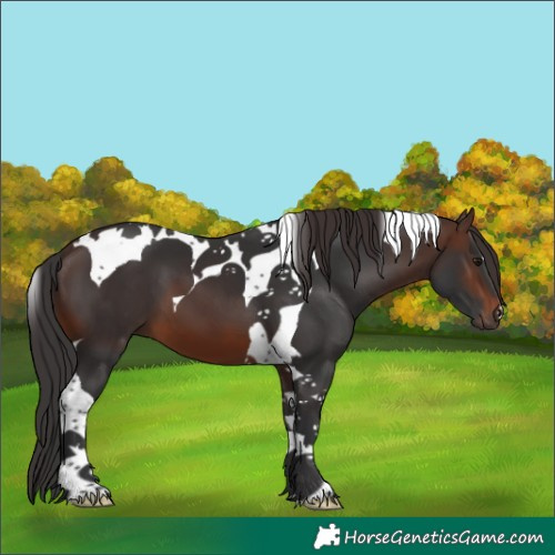 Horse Color:Brown Tobiano