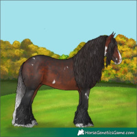 Horse Color:White Spotted Bay Splash 