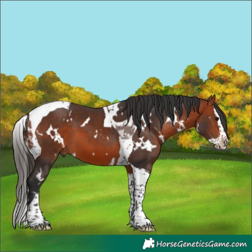 Horse Color:White Spotted Bay Splash Tobiano
