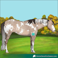 Horse Color:White Spotted Sable Champagne Dun Rabicano