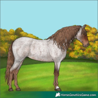 Horse Color:Liver Red Roan