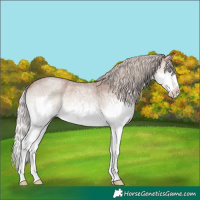 Horse Color:White Spotted Silver Blue Onyx Roan Splash 