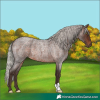 Horse Color:Silver Brown Roan