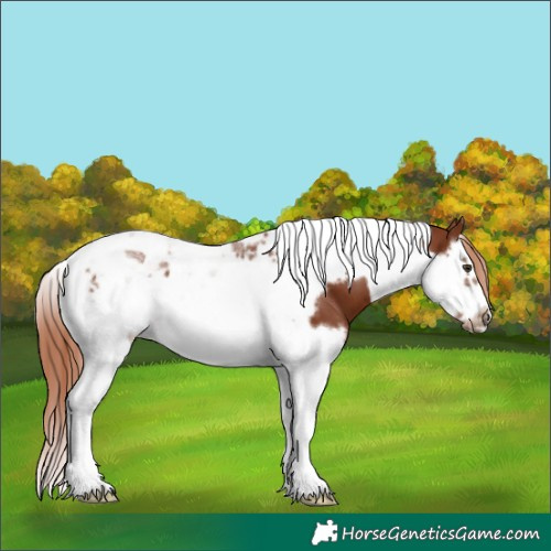 Horse Color:Chestnut Splash Tobiano Frame 