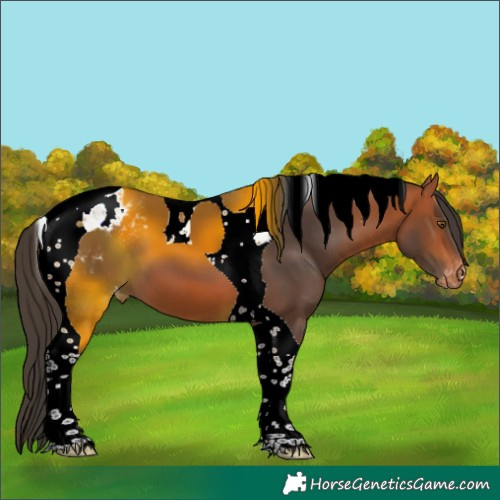 Horse Color:Bay Tobiano Appaloosa 