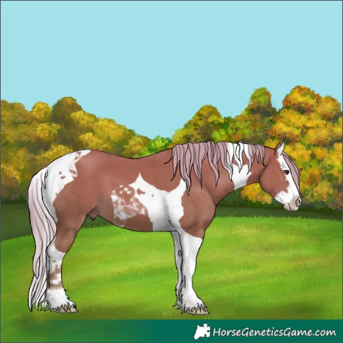 Horse Color:Chestnut Splash Tobiano 