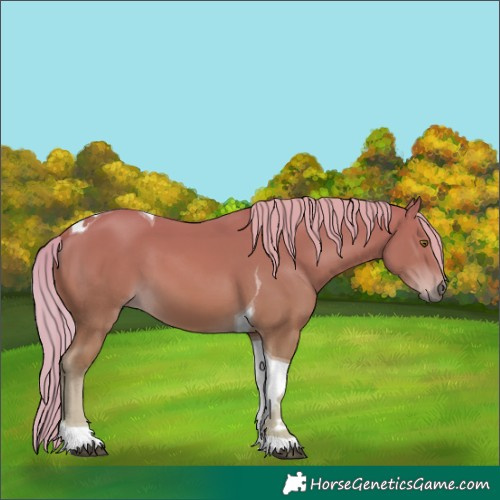 Horse Color:Chestnut Tobiano