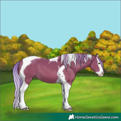 Horse Color:Chestnut Splash Tobiano 