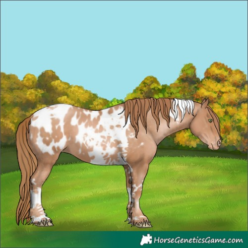 Horse Color:Chestnut Pearl Tobiano Appaloosa