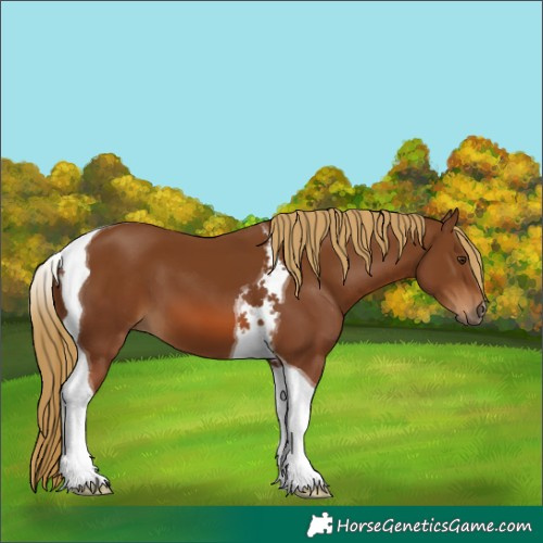 Horse Color:Chestnut Tobiano