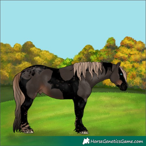 Horse Color:Void Liver Chestnut Splash Tobiano 