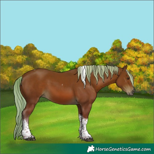 Horse Color:Chestnut Tobiano 