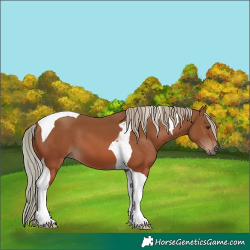 Horse Color:Chestnut Tobiano