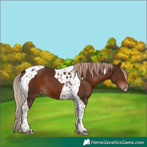 Horse Color:Liver Chestnut Tobiano 