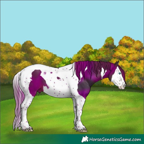 Horse Color:Liver Chestnut Splash Tobiano 