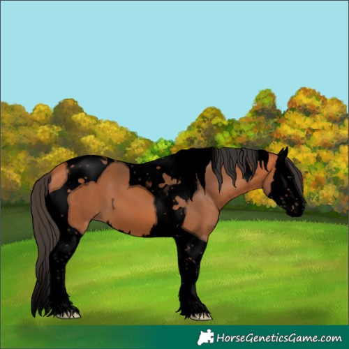 Horse Color:Void Bay Splash Tobiano 