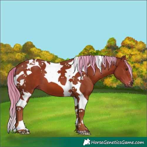 Horse Color:Chestnut Tobiano 