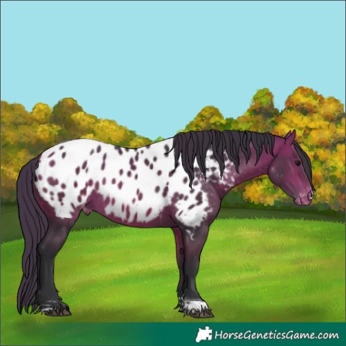 Horse Color:Bay Tobiano Appaloosa Rabicano 