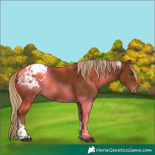 Horse Color:Chestnut Tobiano Appaloosa 