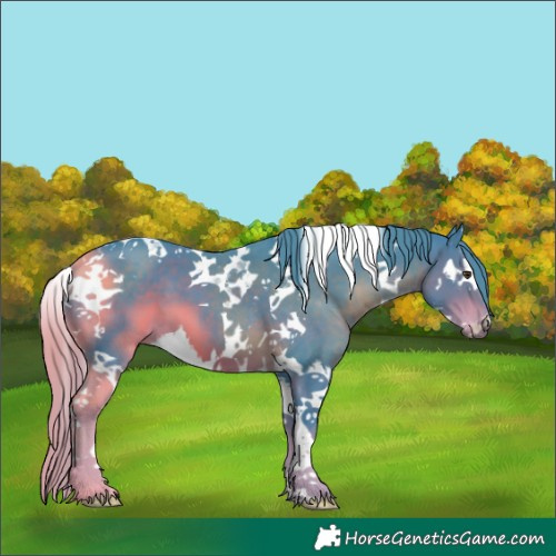 Horse Color:Watercolor Liver Chestnut Splash Tobiano 