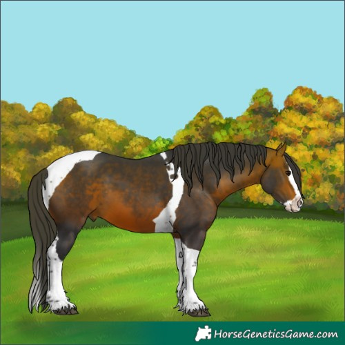 Horse Color:Bay Splash Tobiano 