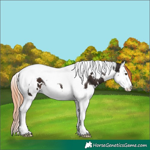 Horse Color:White Spotted Liver Chestnut Splash Tobiano