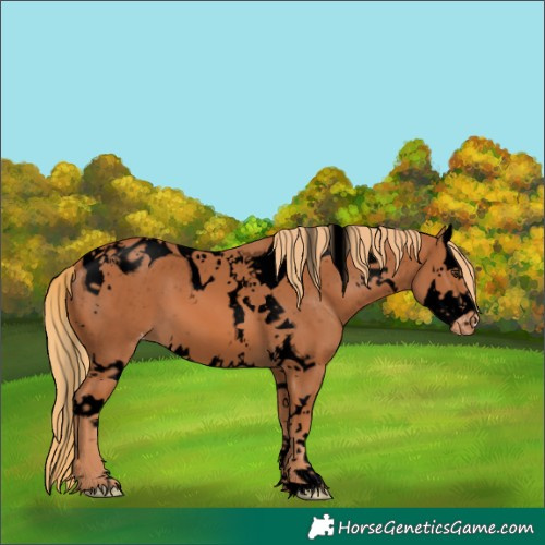 Horse Color:Void Chestnut Splash Tobiano Appaloosa 