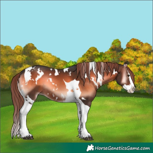 Horse Color:White Spotted Liver Red Onyx Splash Tobiano