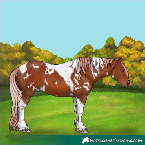 Horse Color:White Spotted Chestnut Tobiano