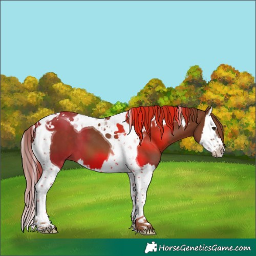 Horse Color:Chestnut Splash Tobiano 