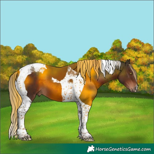 Horse Color:Liver Chestnut Tobiano 