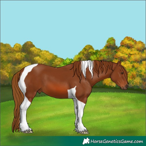 Horse Color:Chestnut Tobiano