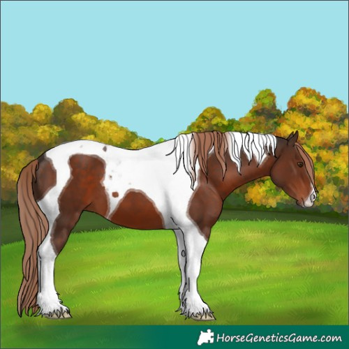 Horse Color:Liver Chestnut Tobiano