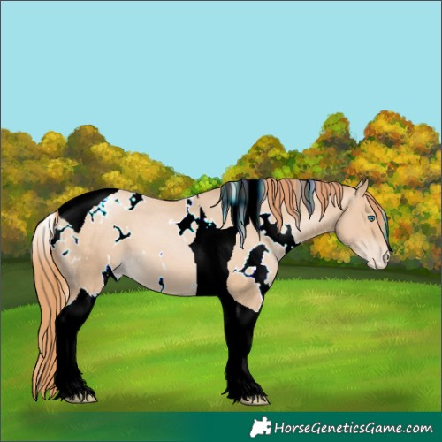 Horse Color:White Spotted Buckskin Pearl Tobiano Appaloosa