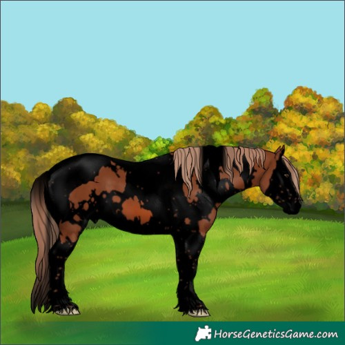 Horse Color:Void White Spotted Chestnut Splash Tobiano 