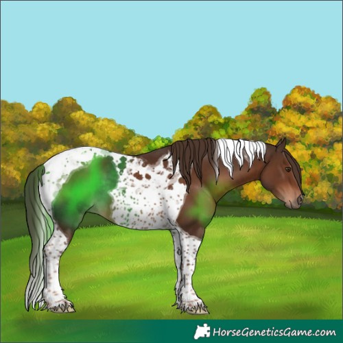 Horse Color:Liver Chestnut Tobiano