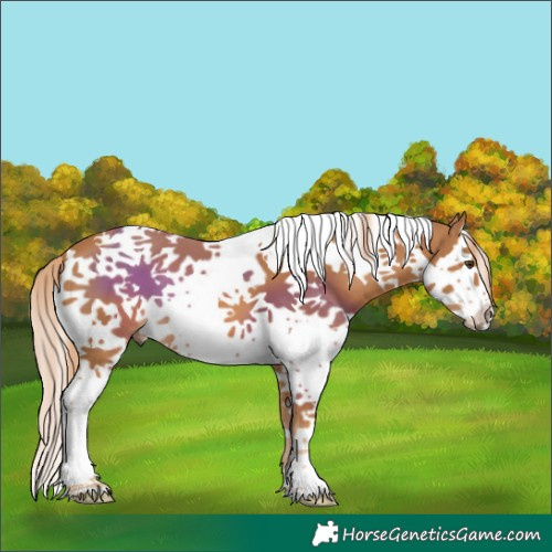 Horse Color:Chestnut Splash Tobiano 