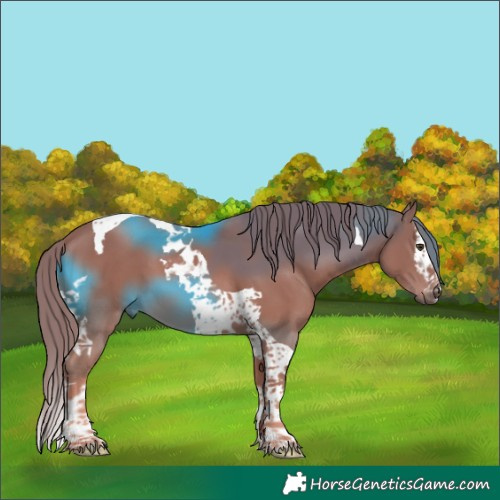 Horse Color:Chestnut Splash Tobiano