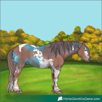 Horse Color:Chestnut Splash Tobiano