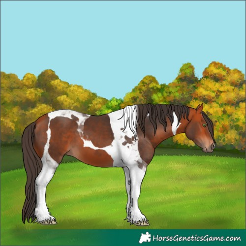 Horse Color:Bay Tobiano 